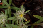 Silver nailwort